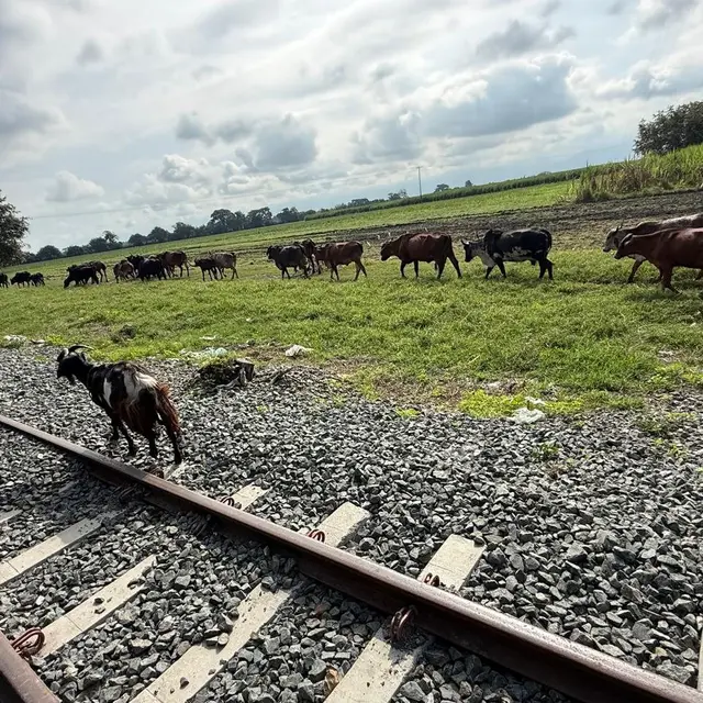 Ganado cruzando la vía férrea en una zona rural