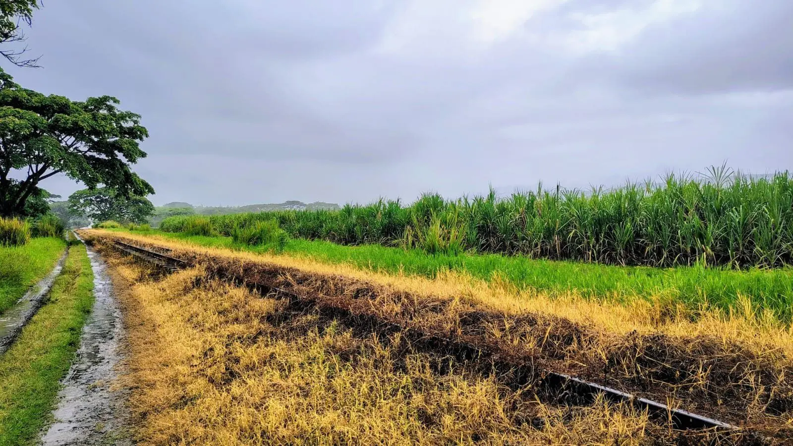 Vía férrea junto a un cultivo de caña de azúcar